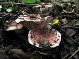 Hygrophorus russula image