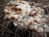 Merulius tremellosus image