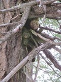Fomitopsis officinalis image