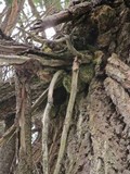 Fomitopsis officinalis image