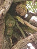 Fomitopsis officinalis image