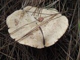 Clitopaxillus alexandri image