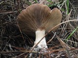Clitopaxillus alexandri image