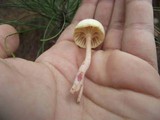 Hygrocybe russocoriacea image