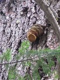 Fomitopsis officinalis image