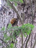 Fomitopsis officinalis image
