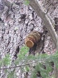 Fomitopsis officinalis image