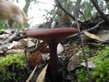 Lactarius subumbonatus image