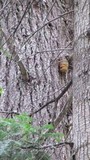 Fomitopsis officinalis image