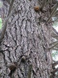 Fomitopsis officinalis image