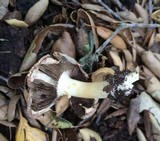 Agaricus californicus image