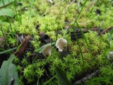 Arrhenia spathulata image