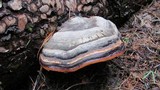 Fomitopsis mounceae image