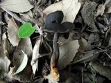 Helvella atra image