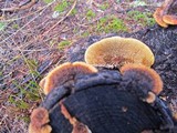 Gloeophyllum sepiarium image