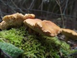 Hydnum ovoideisporum image