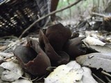 Otidea bufonia image