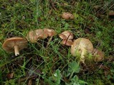 Rhizocybe vermicularis image
