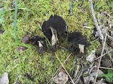 Helvella solitaria image
