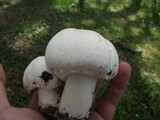 Agaricus arvensis image