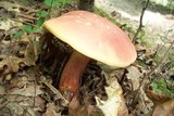 Boletus sensibilis image