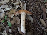 Inocybe erubescens image