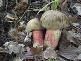 Caloboletus calopus image