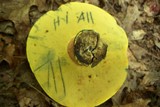 Boletus sensibilis image