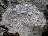 Pertusaria aspergilla image