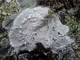Pertusaria aspergilla image
