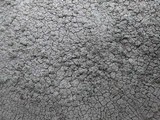 Pertusaria aspergilla image