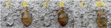Pertusaria aspergilla image