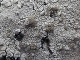 Pertusaria pseudocorallina image