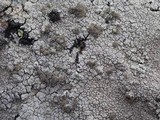 Pertusaria pseudocorallina image