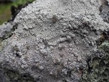 Pertusaria pseudocorallina image