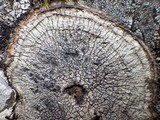 Pertusaria pseudocorallina image
