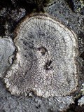 Pertusaria pseudocorallina image