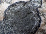 Rinodina aspersa image