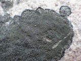 Rinodina aspersa image