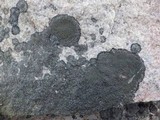 Rinodina aspersa image