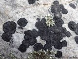 Miriquidica deusta image
