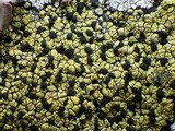 Rhizocarpon oportense image