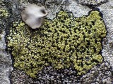 Rhizocarpon oportense image