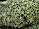 Rhizocarpon lecanorinum image