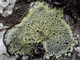 Rhizocarpon lecanorinum image