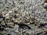 Rhizocarpon lecanorinum image