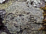 Rhizocarpon lecanorinum image