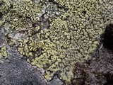 Rhizocarpon lecanorinum image