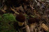 Xanthoconium affine image