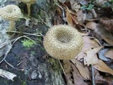 Lentinus bertieri image